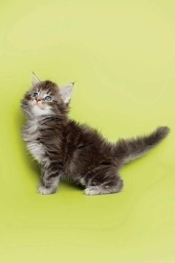 Fluffy gray and white Maine Coon kitten named Albert standing against a bright background
