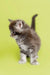 Fluffy gray and white Maine Coon kitten standing proudly with its tail raised