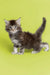 Fluffy gray and white Maine Coon kitten with bright eyes and a raised tail