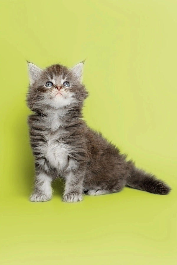 Fluffy gray and white male Maine Coon kitten sitting upright, perfect for your home