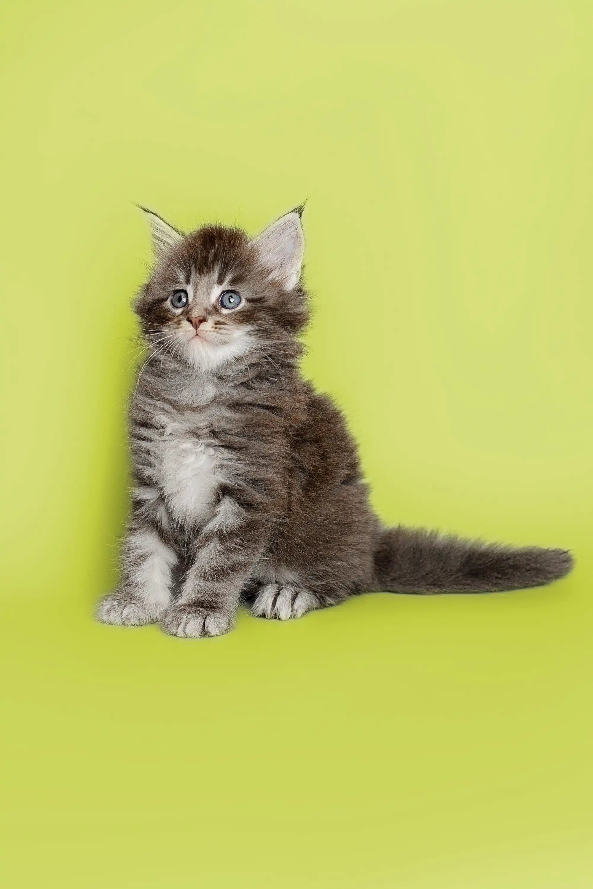 Maine Coon Kittens for Sale Albert