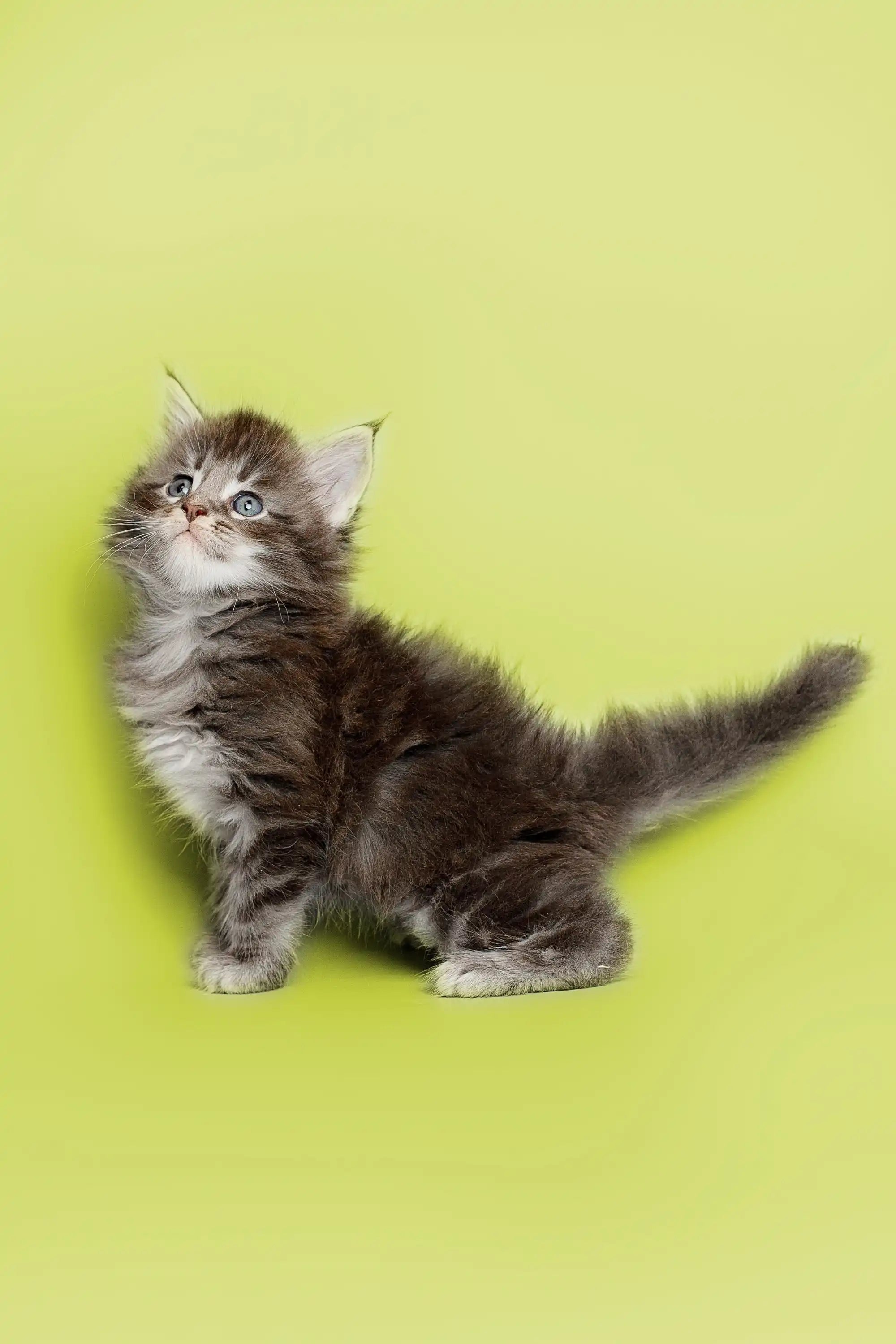 Maine Coon Kittens for Sale Albert