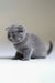 Adorable Gray Scottish Fold Kitten named Albert ready to steal your heart