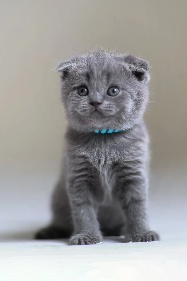 Adorable gray Scottish Fold kitten named Albert with a cute blue collar