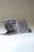 Gray Scottish Fold kitten named Albert, perfect for cuddles and companionship