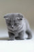 Adorable Gray Scottish Fold kitten named Albert showcasing cuteness overload