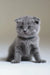 Adorable Gray Scottish Fold kitten named Albert cuddling up in a cozy spot