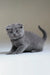 Adorable Gray Scottish Fold kitten named Albert, perfect for pet lovers