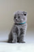 Gray Scottish Fold kitten named Albert wearing a cute blue collar