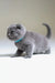 Gray Scottish Fold kitten named Albert wearing a cute blue collar