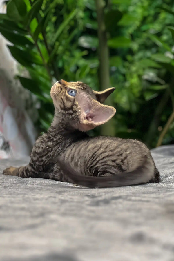 Alberto | devon rex kitten