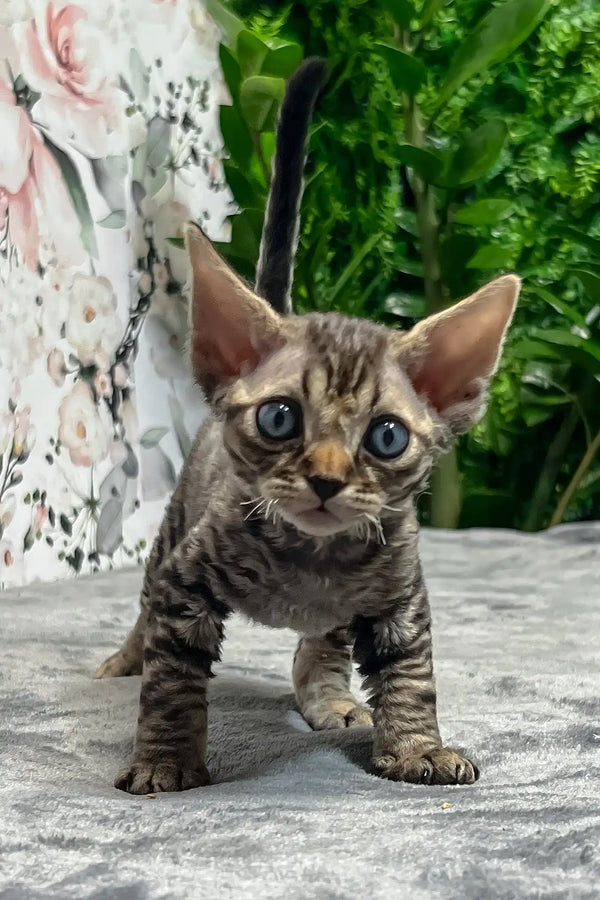 Alberto | devon rex kitten