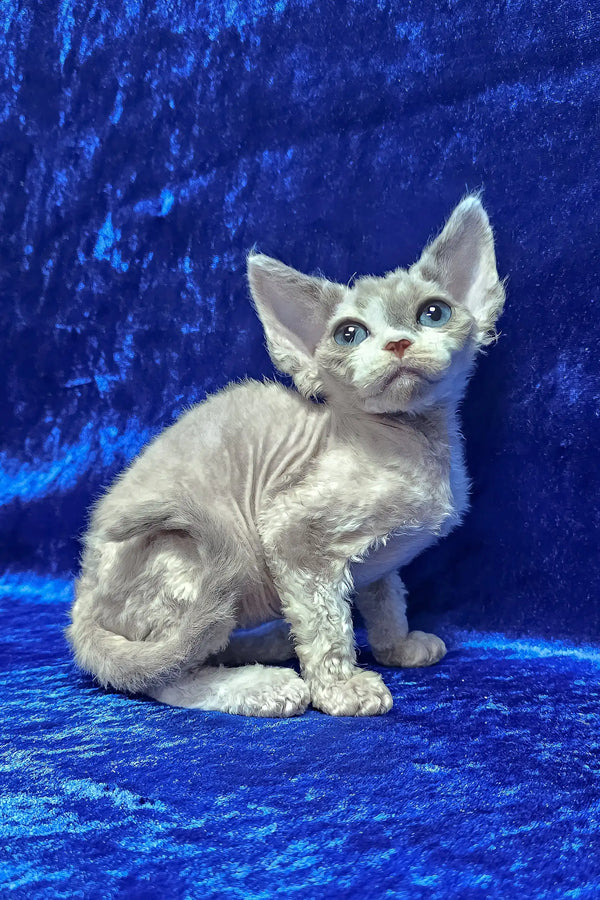 Alea | devon rex kitten