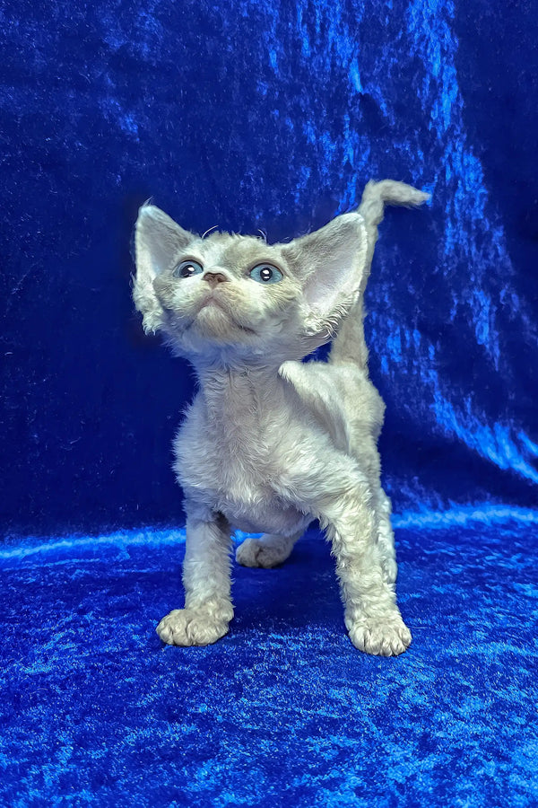 Alea | devon rex kitten