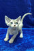 Alea | devon rex kitten