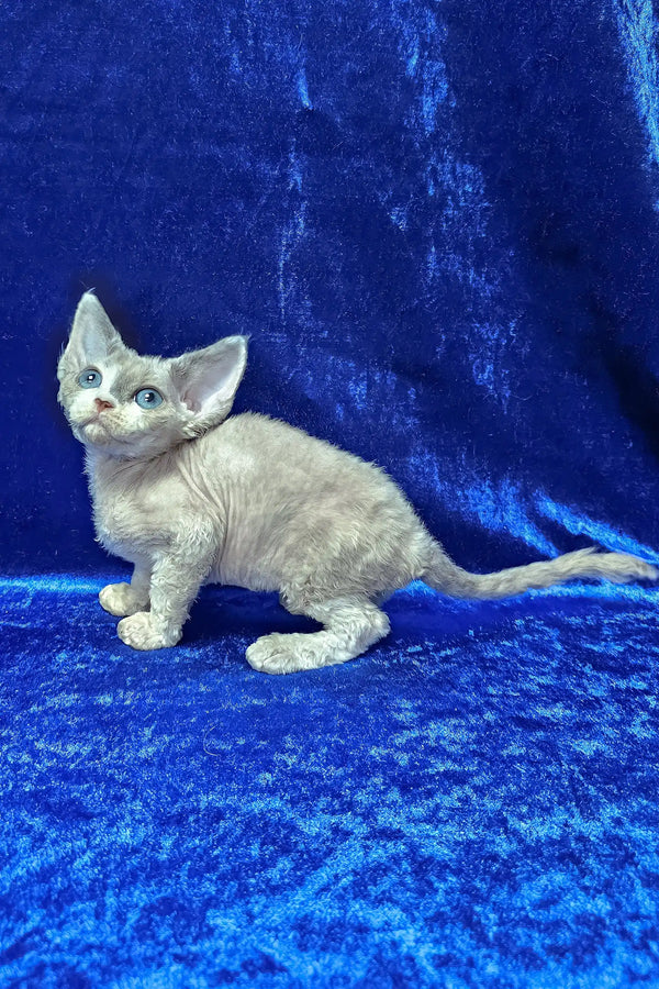 Alea | devon rex kitten