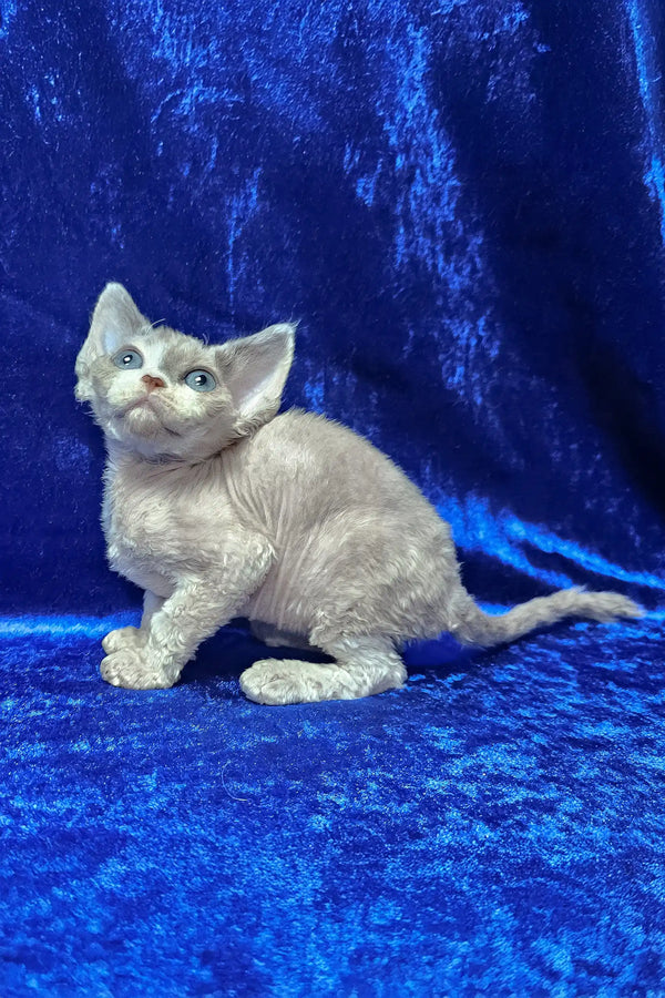Alea | devon rex kitten