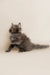 Fluffy gray Maine Coon kitten with an alert expression, perfect for your home