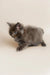 Gray fluffy Maine Coon kitten with bright blue eyes, perfect for cuddles