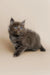 Fluffy gray Maine Coon kitten with bright blue eyes named Alec