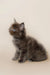 Fluffy gray Maine Coon kitten with bright blue eyes sitting upright