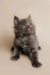 Fluffy gray Maine Coon kitten with bright blue eyes, perfect for your home