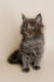 Fluffy gray Maine Coon kitten with bright blue eyes sitting upright, super cute!