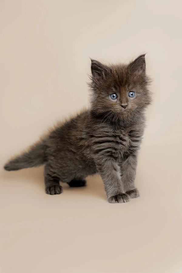 Gray fluffy Maine Coon kitten with bright blue eyes named Alec