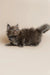 Fluffy gray Maine Coon kitten Alec with bright eyes and a long tail