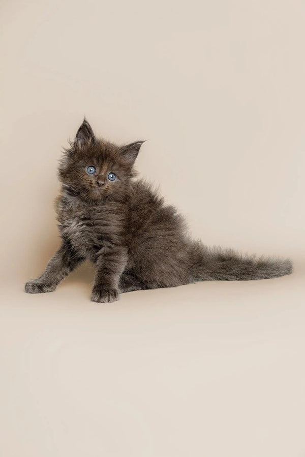 Fluffy gray Maine Coon kitten with bright blue eyes sitting upright, ready for fun