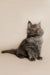 Fluffy gray Maine Coon kitten sitting upright with an alert expression