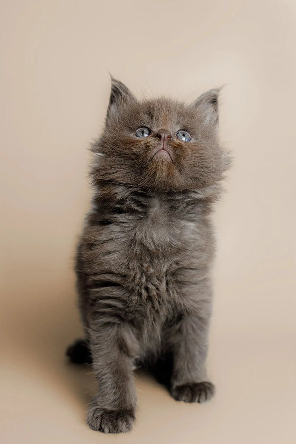 Gray fluffy Maine Coon kitten Alec with bright blue eyes ready for a new home