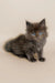 Fluffy gray Maine Coon kitten with bright blue eyes, perfect cuddle buddy!