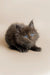 Fluffy gray Maine Coon kitten Alec with bright blue eyes looking adorable