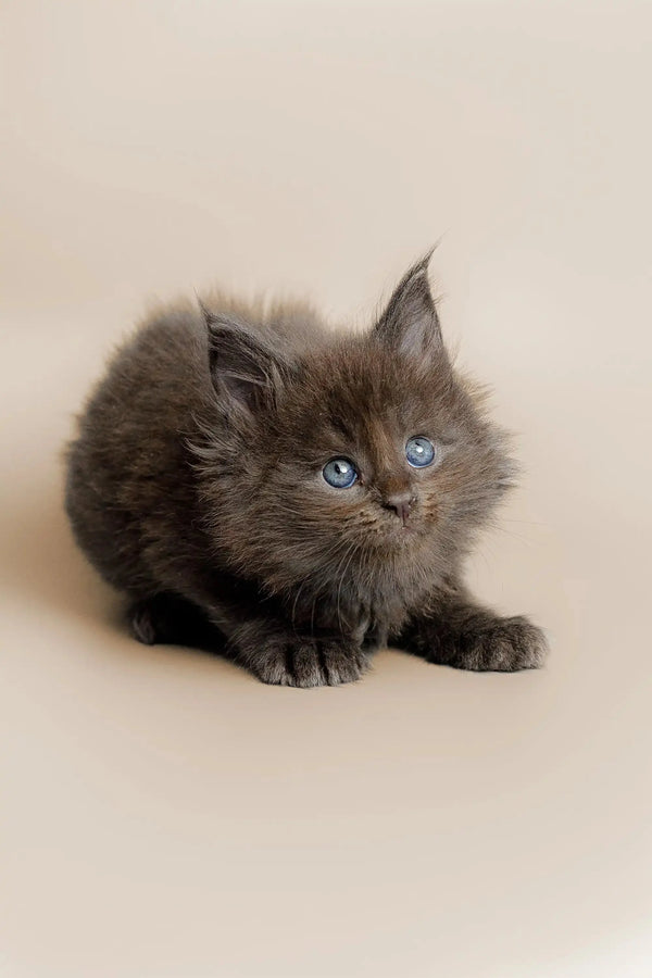 Fluffy gray Maine Coon kitten Alec with bright blue eyes looking adorable