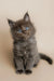 Fluffy gray Maine Coon kitten with bright blue eyes sitting upright, adorable and playful