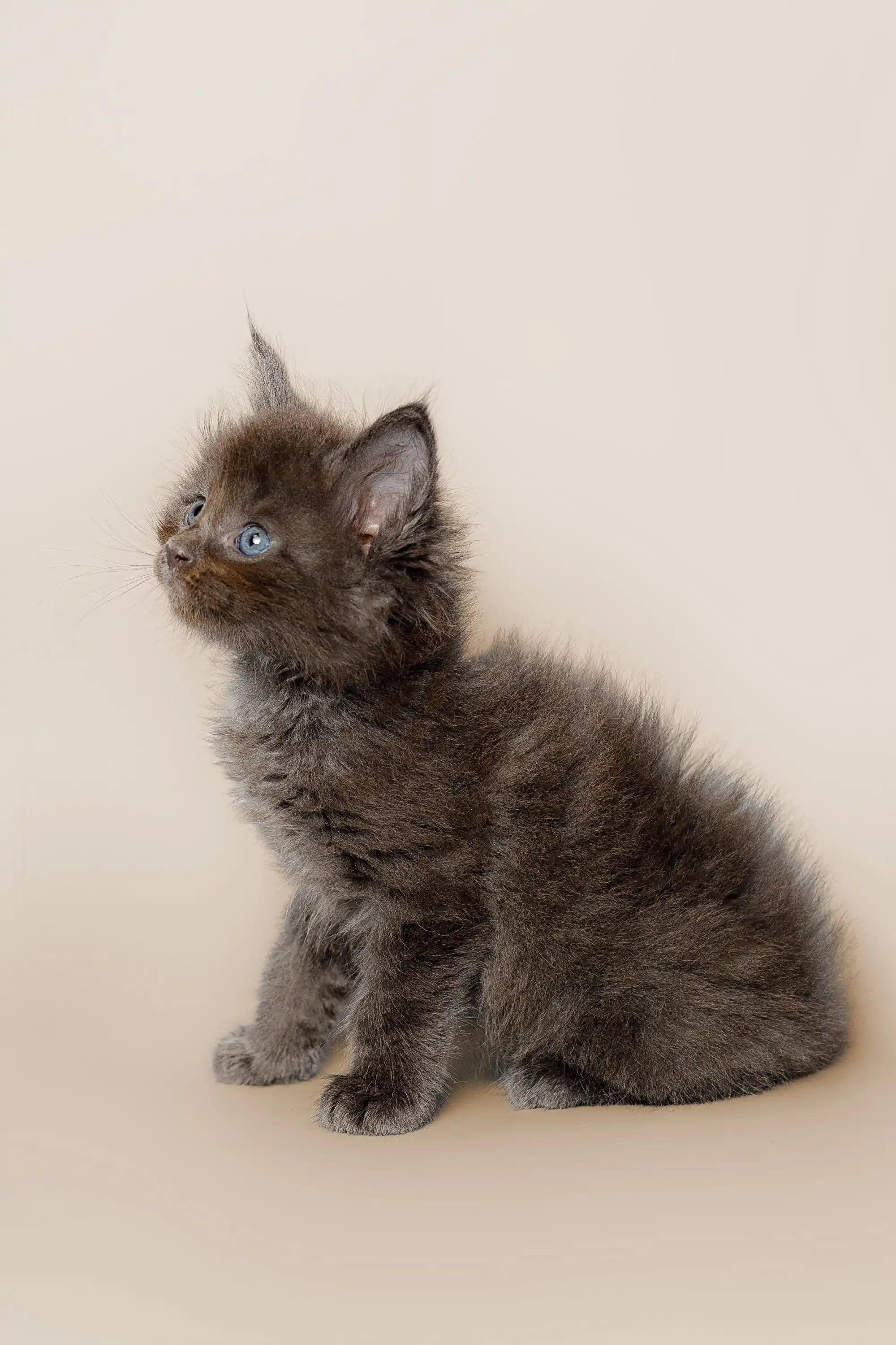 Maine Coon Kittens for Sale Alec | Kitten