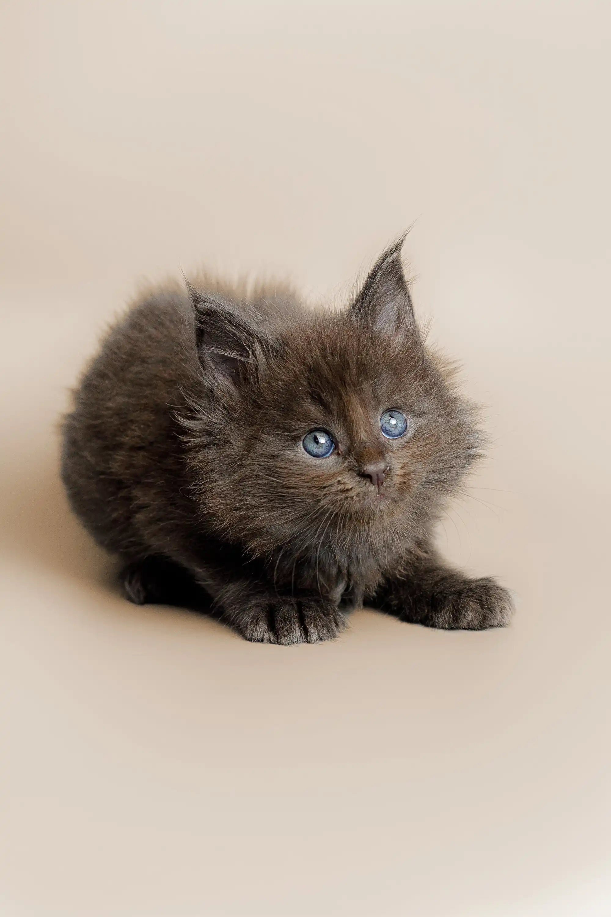 Maine Coon Kittens for Sale Alec | Kitten