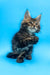 Tabby Maine Coon kitten named Alejandro ready to steal your heart