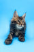 Cute Maine Coon kitten named Alejandro ready for a new home