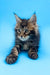 Fluffy brown tabby kitten from the Alejandro Maine Coon Kitten collection