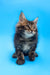 Fluffy brown tabby kitten named Alejandro from Maine Coon Kitten product