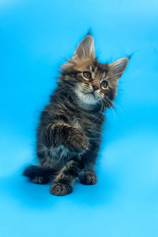 Adorable fluffy brown tabby kitten named Alejandro, a Maine Coon cutie