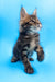 Playful tabby kitten exploring the world, part of Alejandro the Maine Coon Kitten