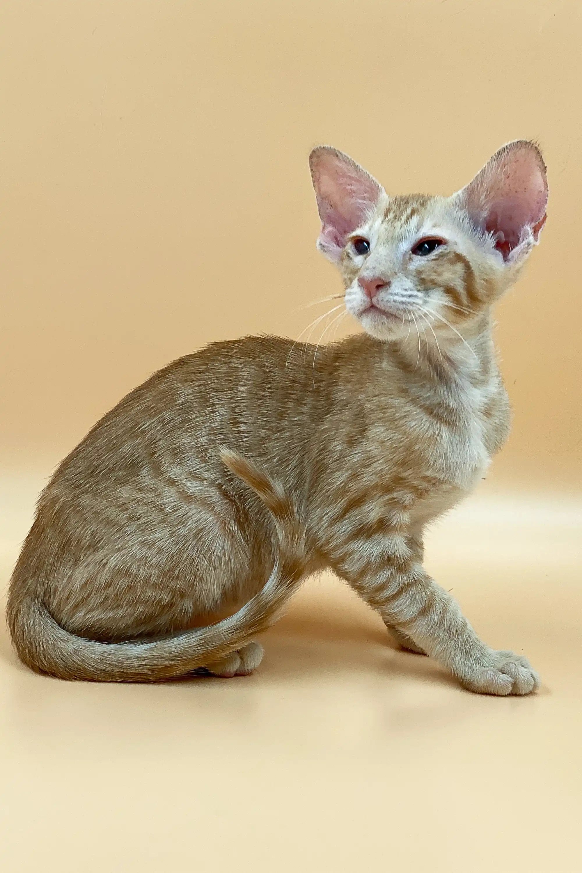 Oriental Shorthair Kittens For Sale Aleks | Peterbald