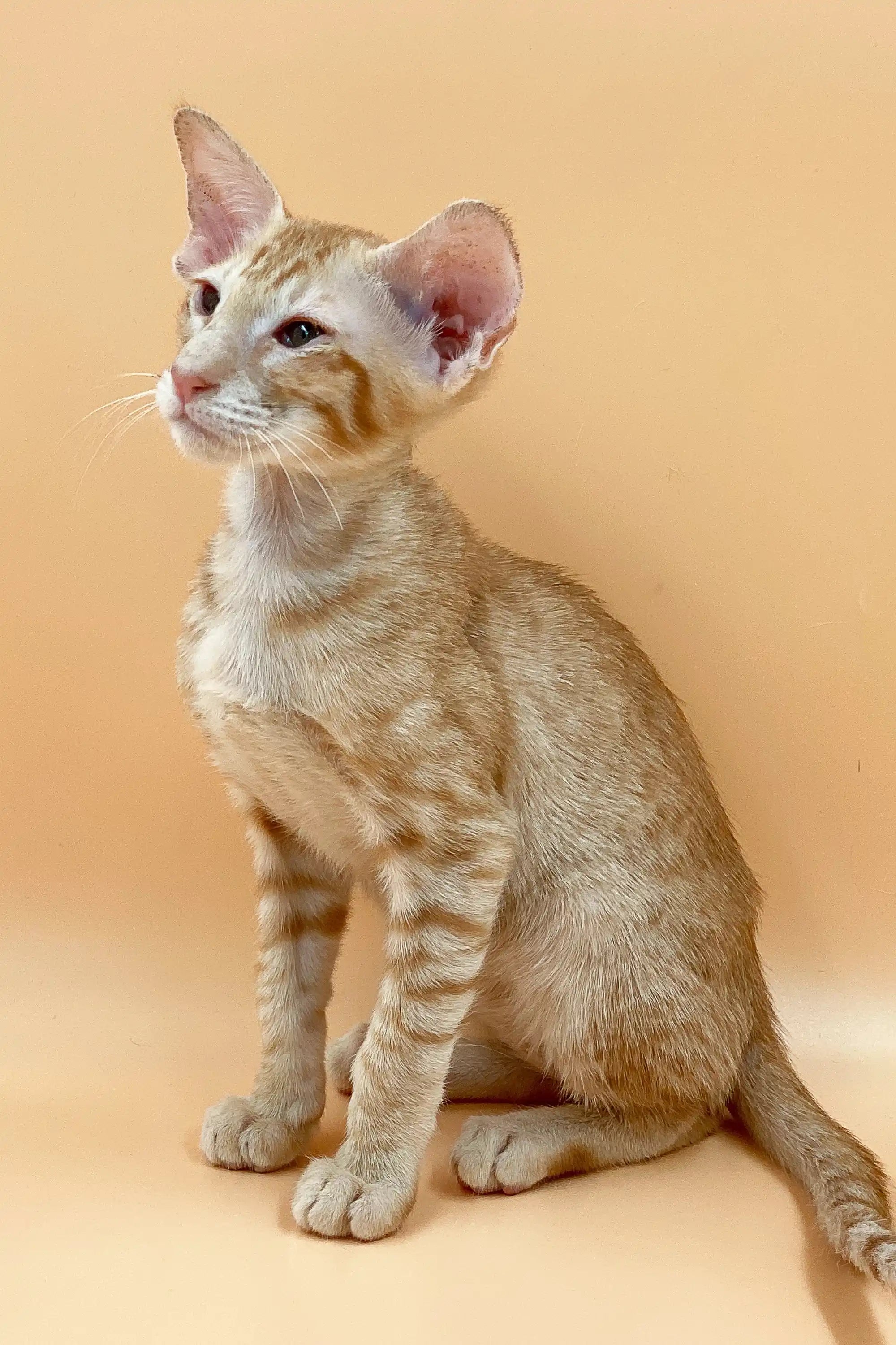 Oriental Shorthair Kittens For Sale Aleks | Peterbald