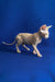 Alen | canadian sphynx kitten