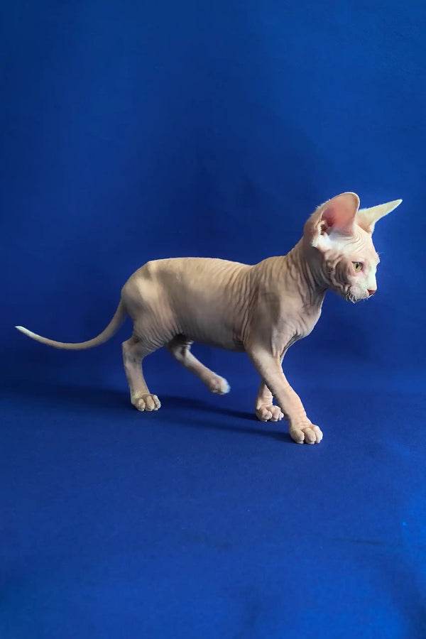 Alen | canadian sphynx kitten