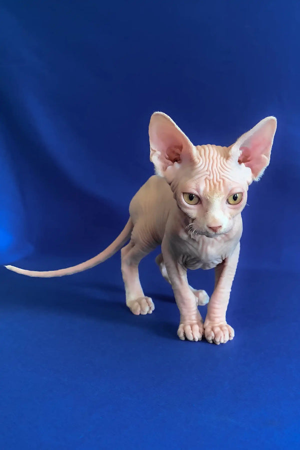Alen | canadian sphynx kitten