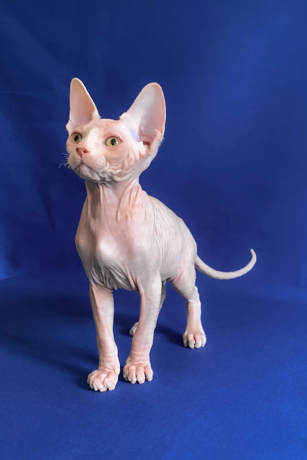 Alen | canadian sphynx kitten
